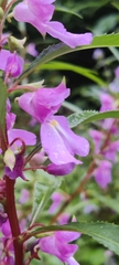 Impatiens balsamina