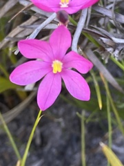 Ixia stricta