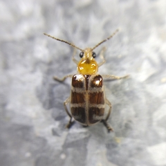 Galerucinae