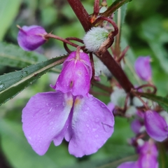 Impatiens balsamina