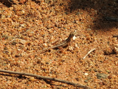 Sitana marudhamneydhal