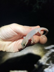 Pachydactylus atorquatus