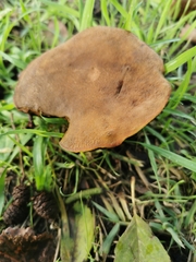 Xerocomellus chrysenteron