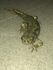 Triturus marmoratus