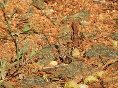 Sitana marudhamneydhal