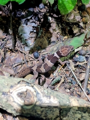 Cyrtodactylus collegalensis