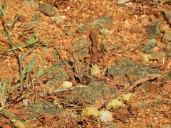 Sitana marudhamneydhal