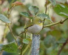 Zosterops lateralis chloronotus