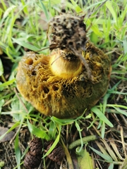 Xerocomellus chrysenteron