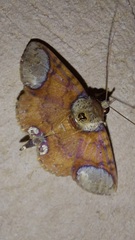 Antiblemma orbiculata