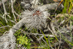 Banksia serrata
