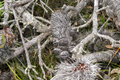 Banksia serrata