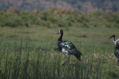 Plectropterus gambensis
