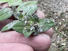 Richardia brasiliensis