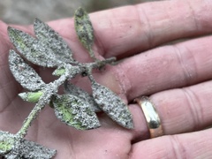 Richardia brasiliensis