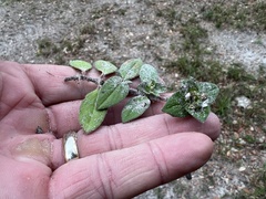 Richardia brasiliensis