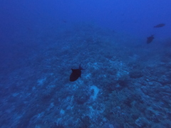 Odonus niger