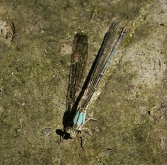Argia apicalis