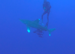 Carcharhinus longimanus