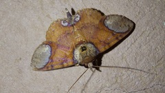 Antiblemma orbiculata