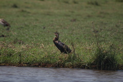 Anhinga rufa