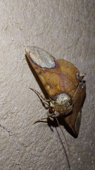 Antiblemma orbiculata