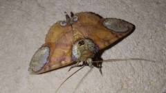 Antiblemma orbiculata