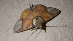 Antiblemma orbiculata