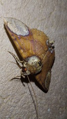 Antiblemma orbiculata