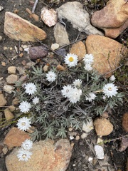 Achyranthemum