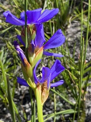 Aristea juncifolia