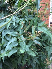 Jasminum