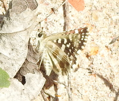 Spialia galba