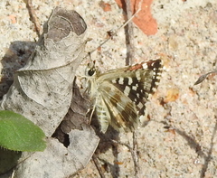 Spialia galba