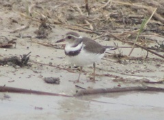 Charadrius tricollaris