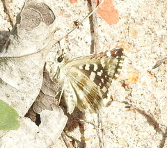 Spialia galba
