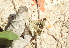 Spialia galba