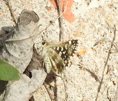 Spialia galba