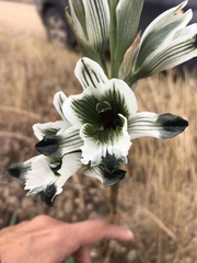 Chloraea bletioides
