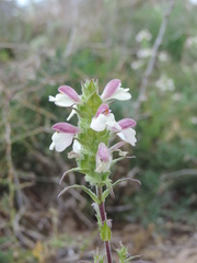Bellardia trixago