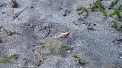 Neogastropoda