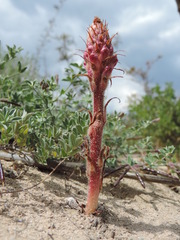 Orobanche