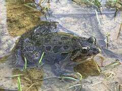 Discoglossus galganoi