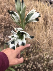 Chloraea bletioides