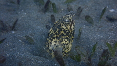 Callechelys marmorata