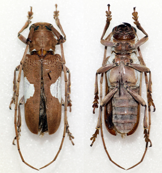 Prosopocera