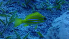 Lutjanus kasmira
