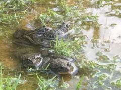 Discoglossus galganoi