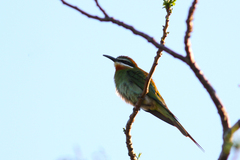 Merops superciliosus