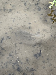 Oreochromis